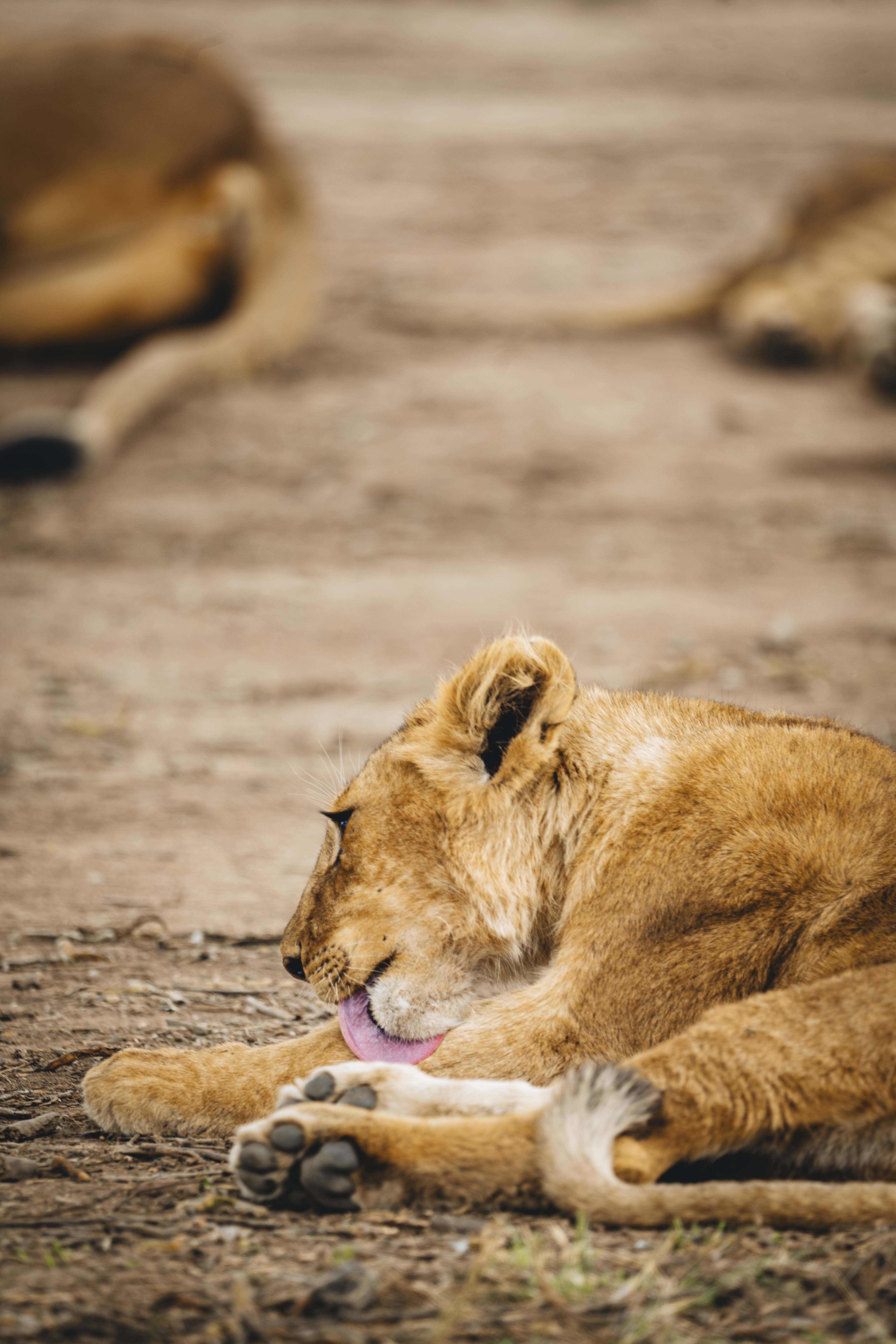 Maasai Mara Discovery