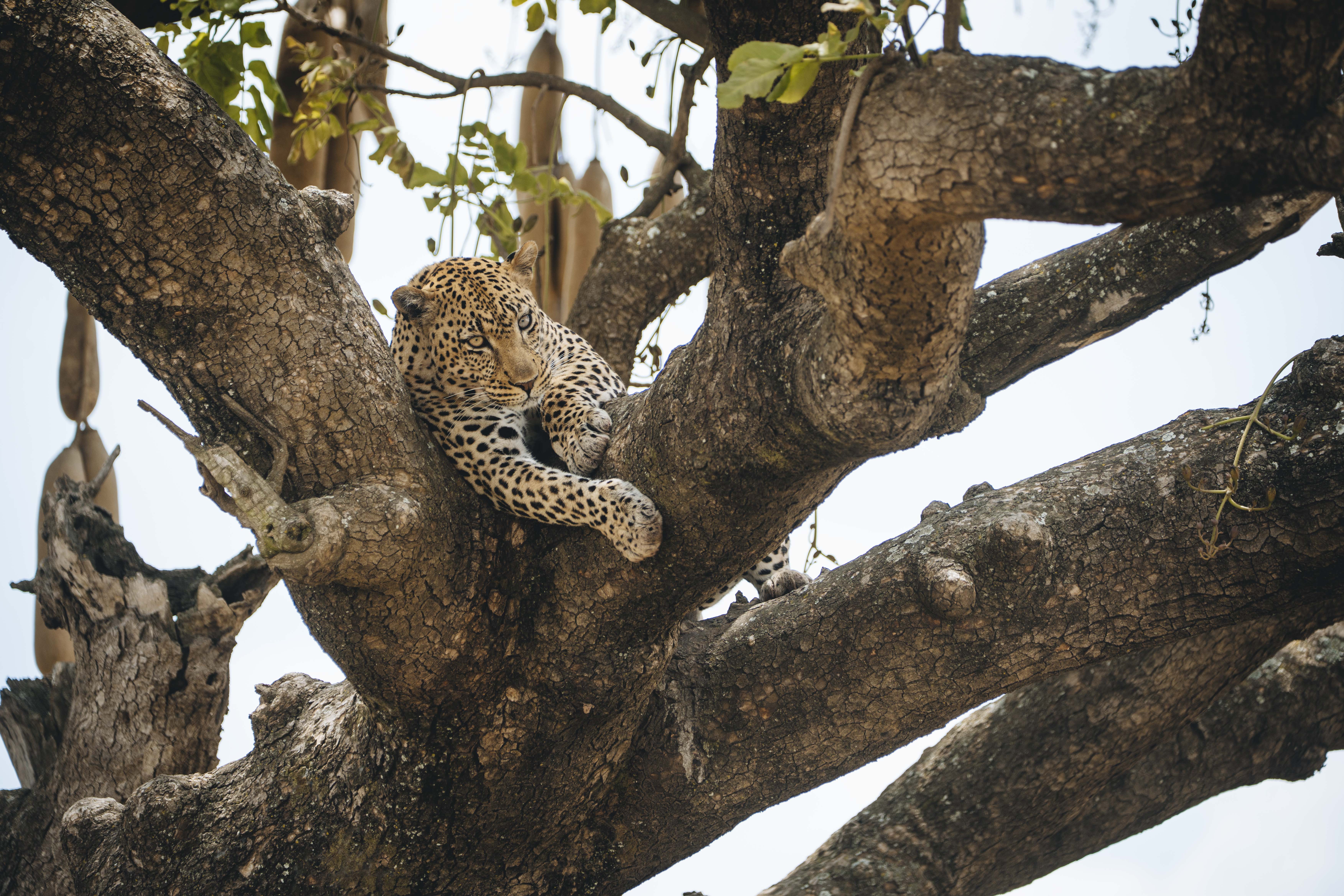 Comprehensive Wildlife