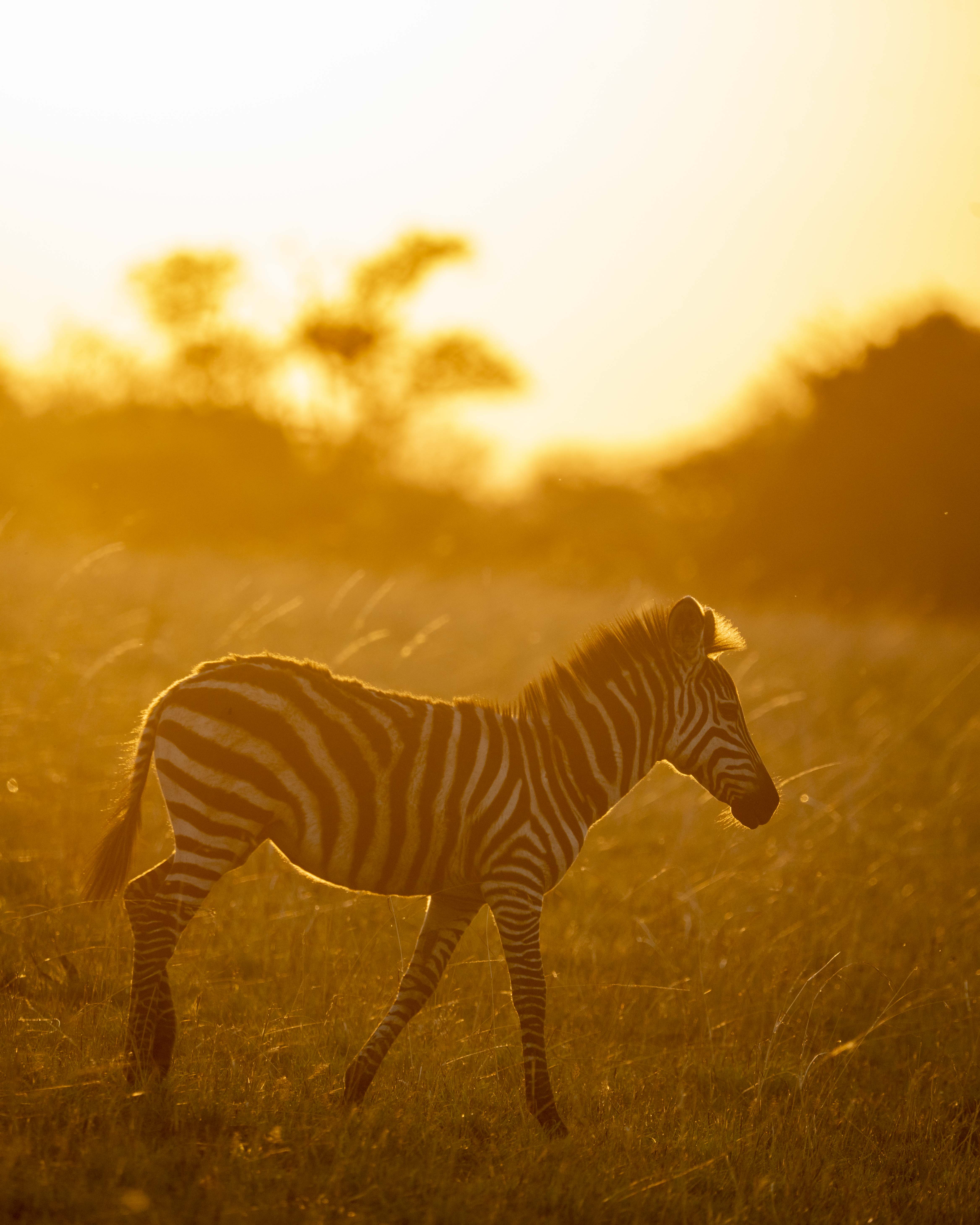 Madagascar & Mainland