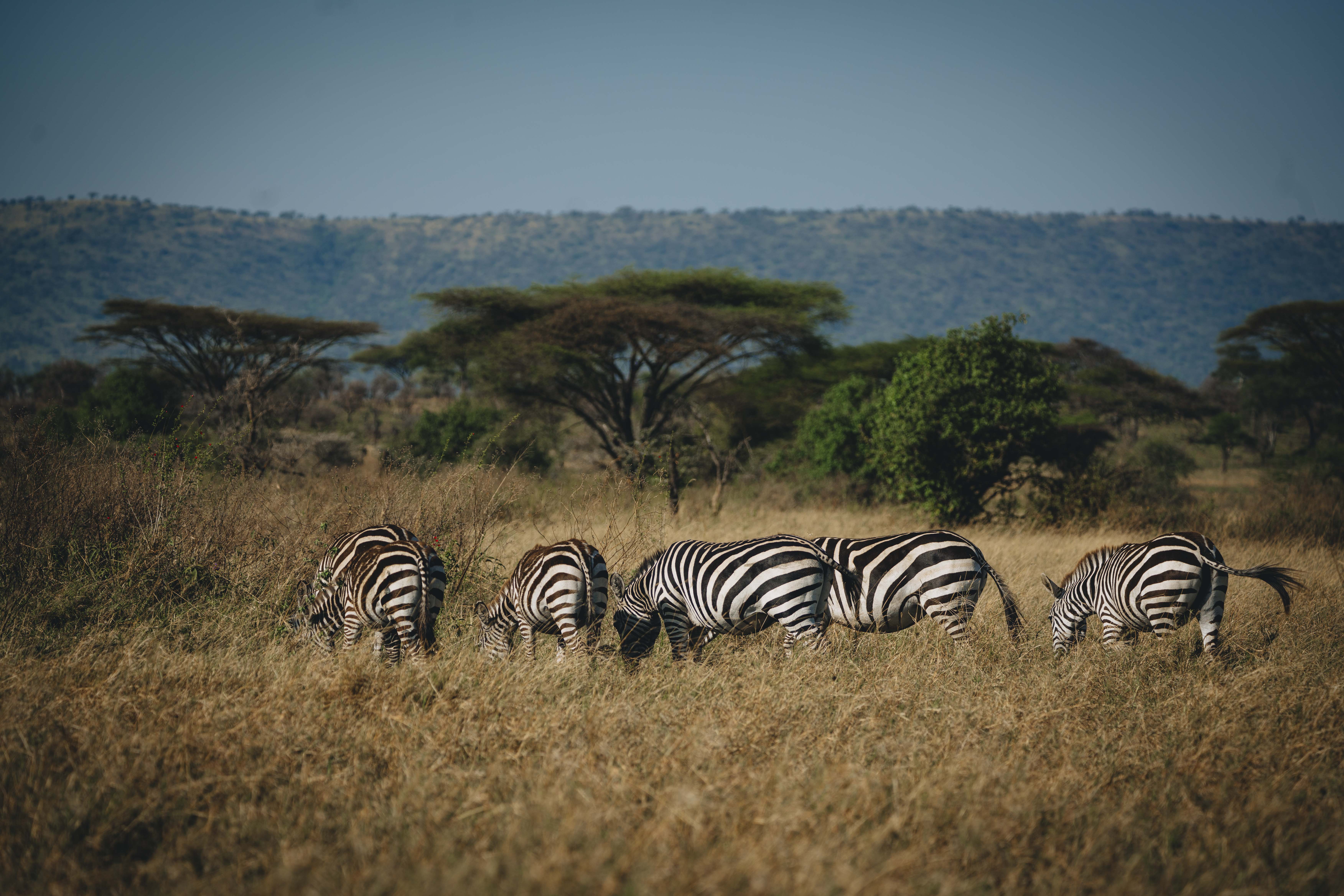 Safari adventure in East Africa