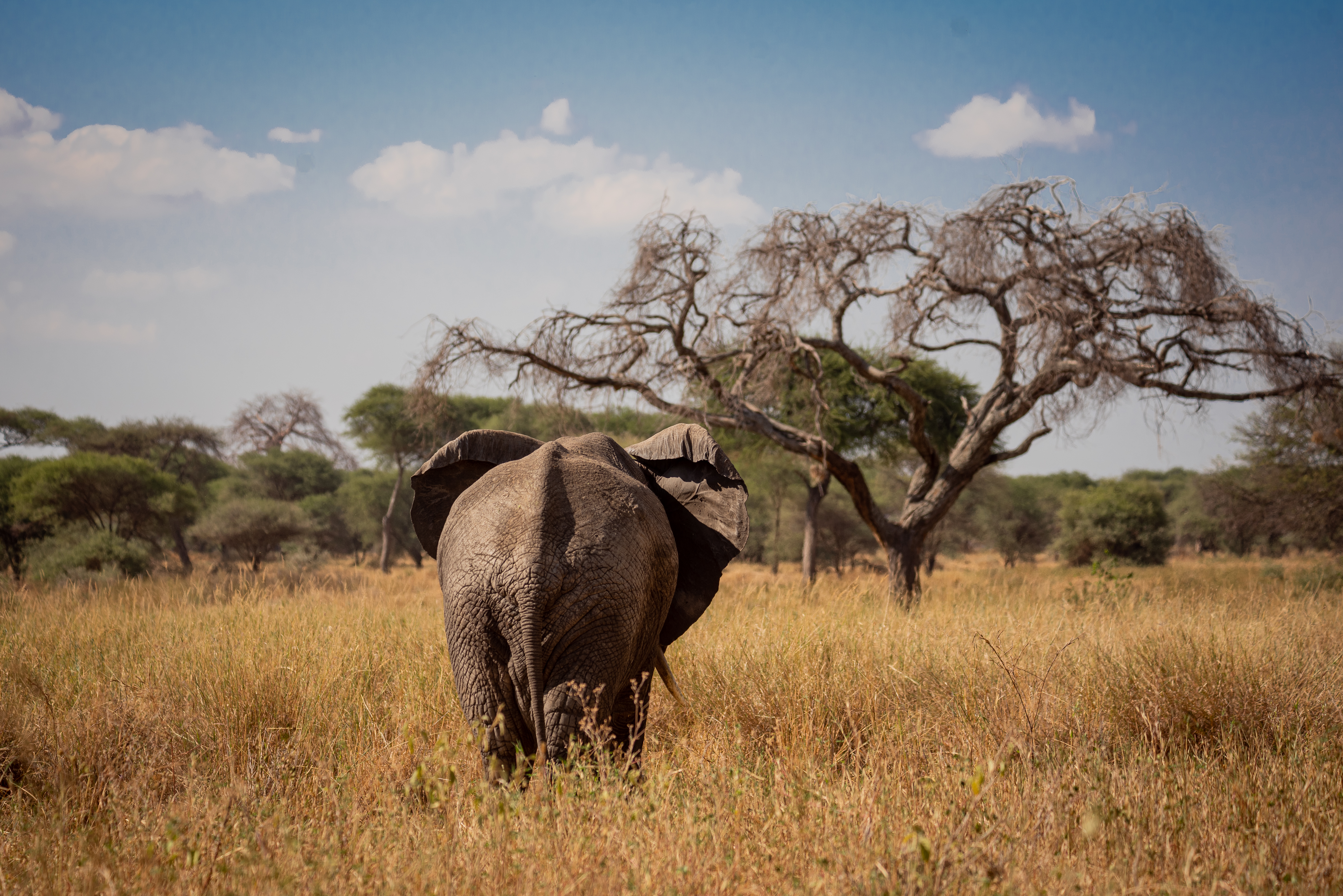 Wildlife Photography