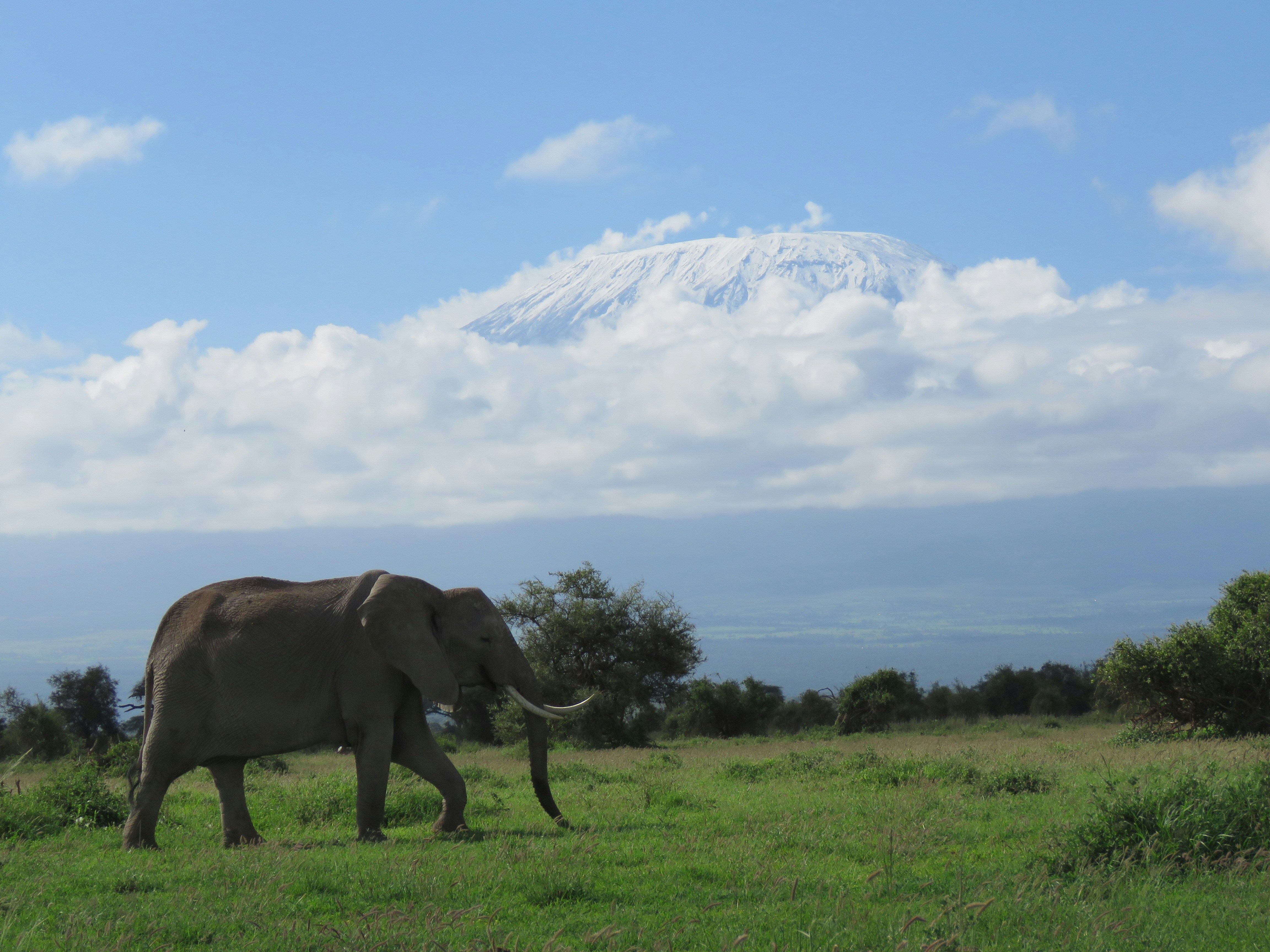 Kenya Wildlife Safaris
