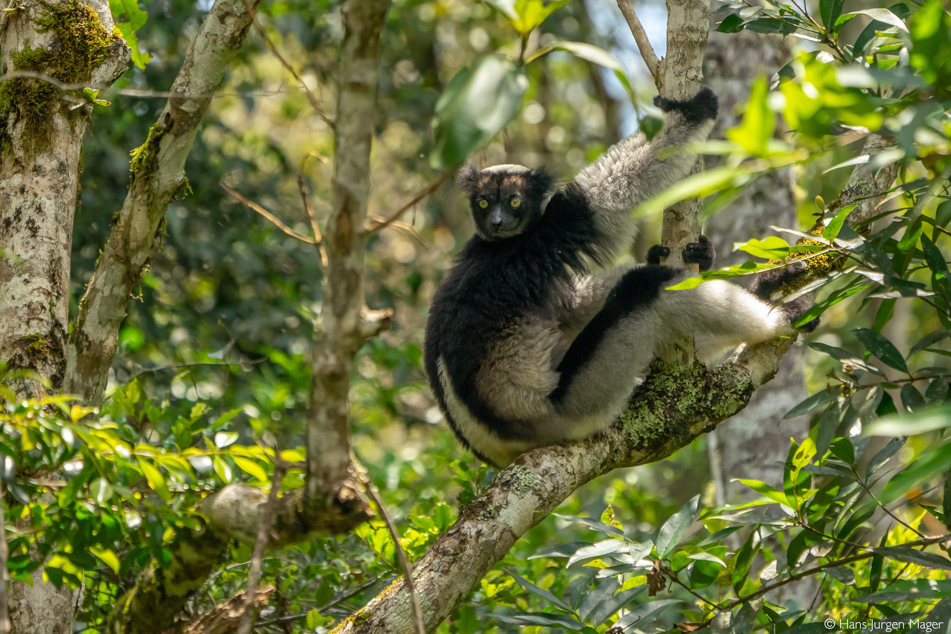 Eastern Madagascar Rainforest & Wildlife Experience