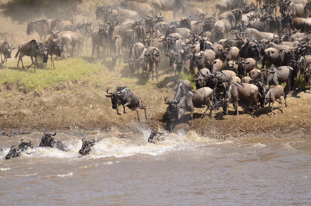 Serengeti River Crossing Safari