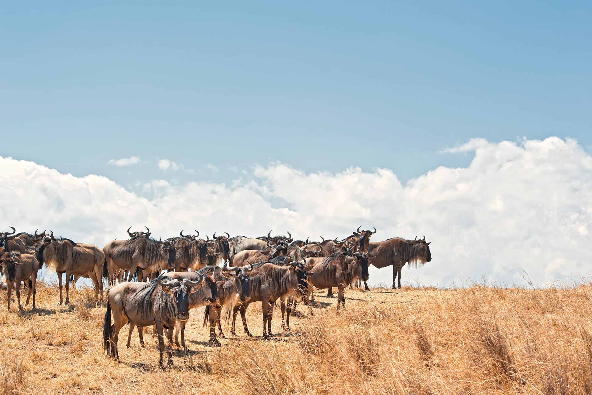 Tanzania Northern Circuit Safari Experience