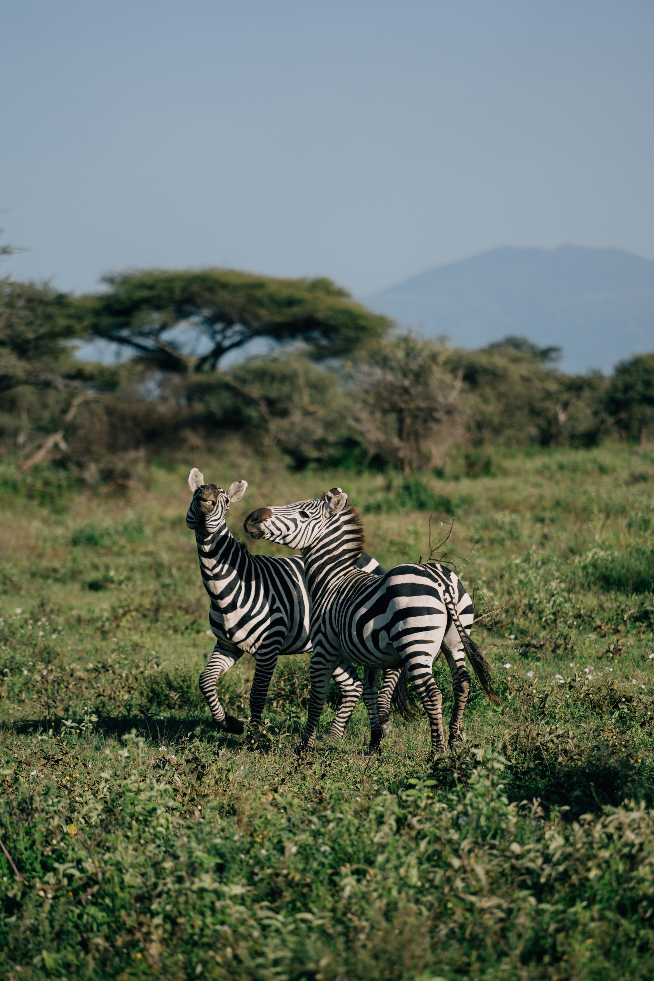 Rwanda Safari Inspiration