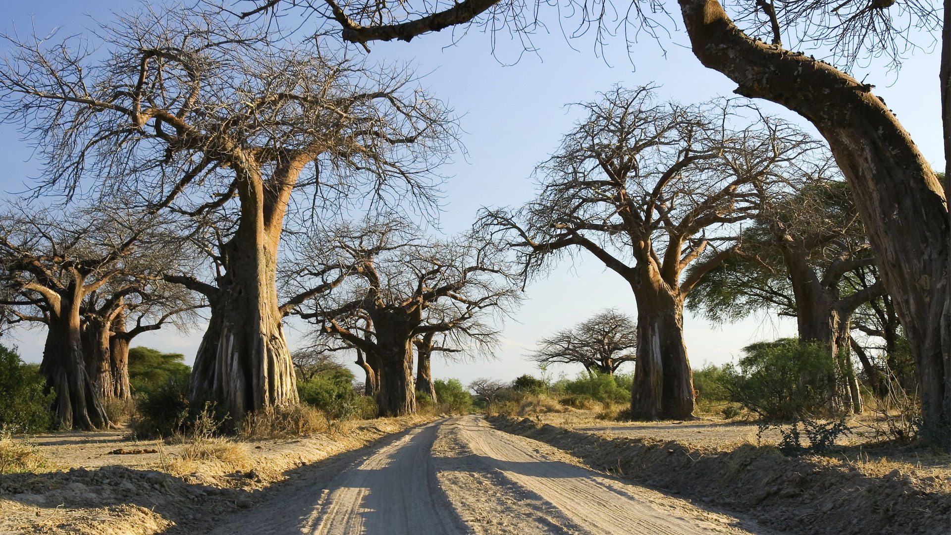 Tanzania Southern Circuit Safari Experience