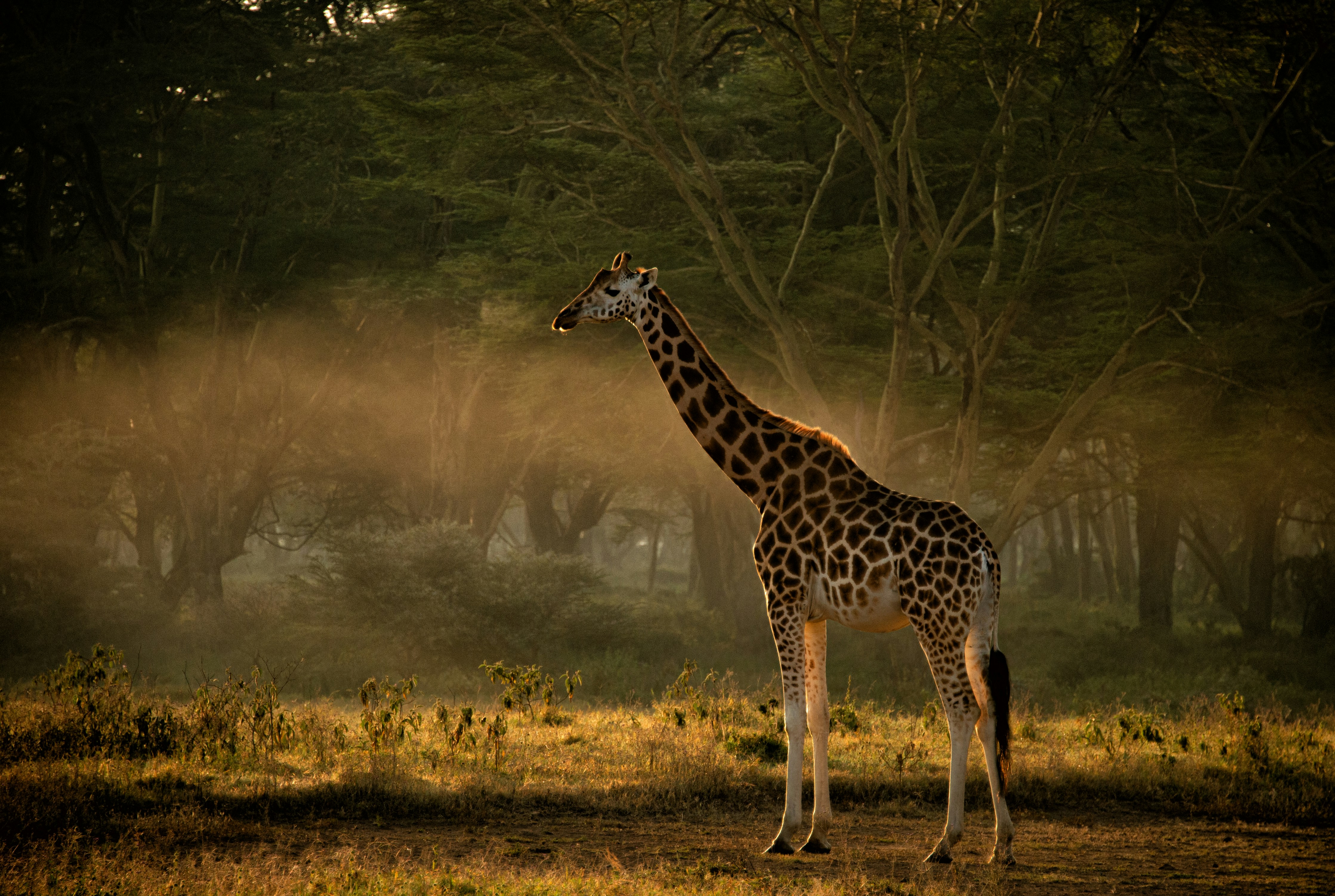 Kenya Wildlife Safari Adventure