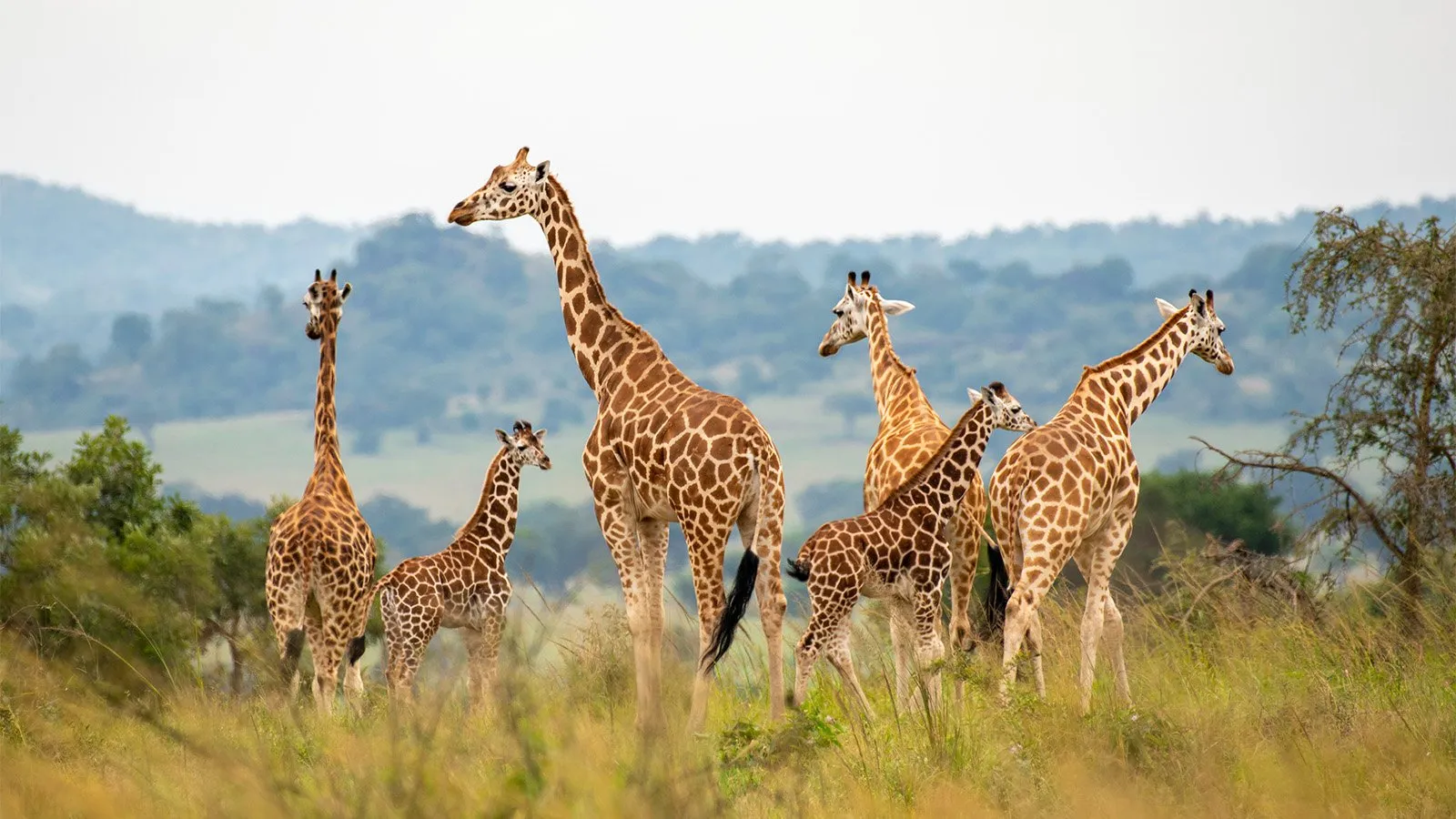 Uganda Wildlife Safari Adventure