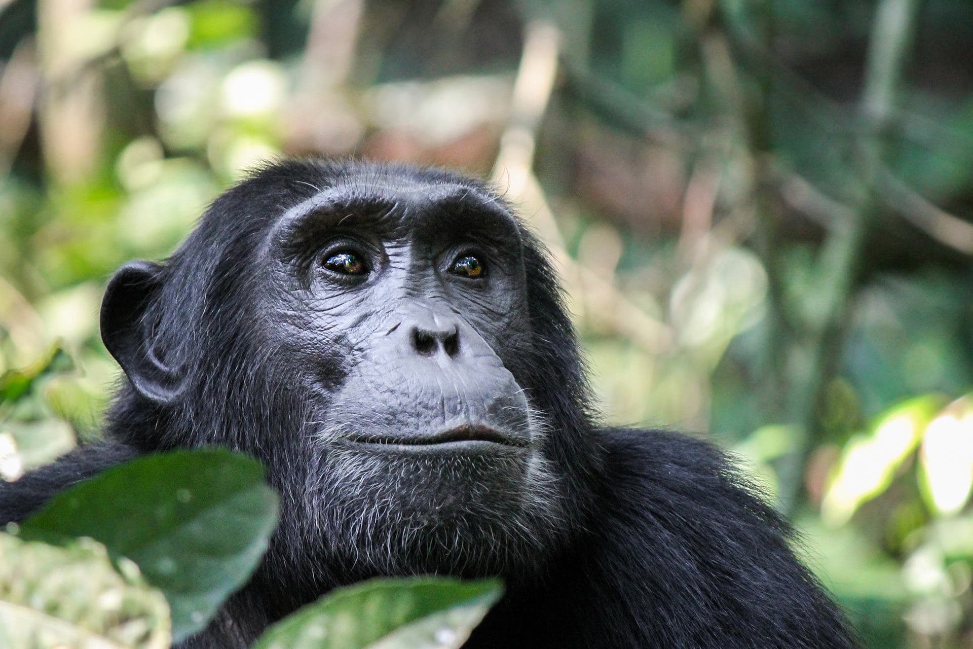 Tanzania Western Safari Adventure